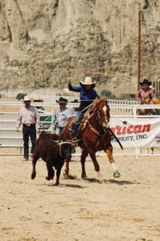 HorseID: 2315626 Mr Irish Freckles - PhotoID: 1101787