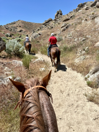 HorseID: 2315626 Mr Irish Freckles - PhotoID: 1101788