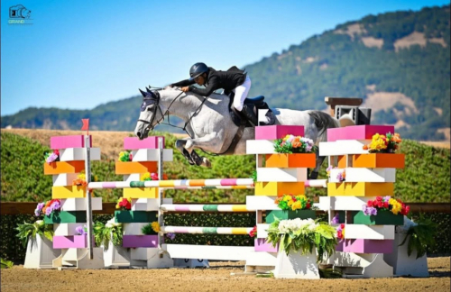 HorseID: 2315627 Stakko Couer - PhotoID: 1101760