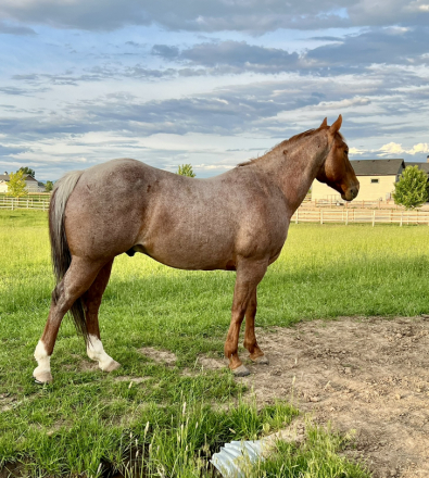 HorseID: 2315629 Smart Pepto Montana - PhotoID: 1101782