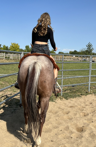 HorseID: 2315629 Smart Pepto Montana - PhotoID: 1101783