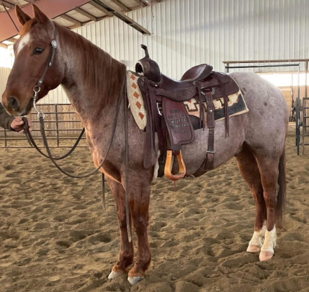 HorseID: 2315629 Smart Pepto Montana - PhotoID: 1101784