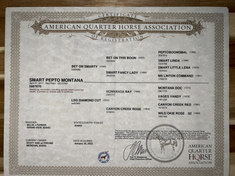 HorseID: 2315629 Smart Pepto Montana - PhotoID: 1101785