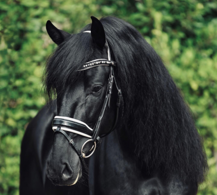 HorseID: 2315631 El Deseo De Natalia - PhotoID: 1101763