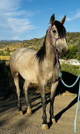HorseID: 2315633 Andre Viento - PhotoID: 1101795