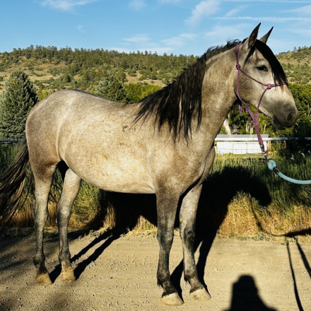 HorseID: 2315633 Andre Viento - PhotoID: 1101796