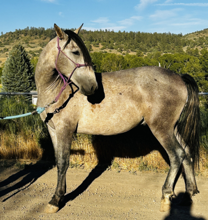 HorseID: 2315633 Andre Viento - PhotoID: 1101797