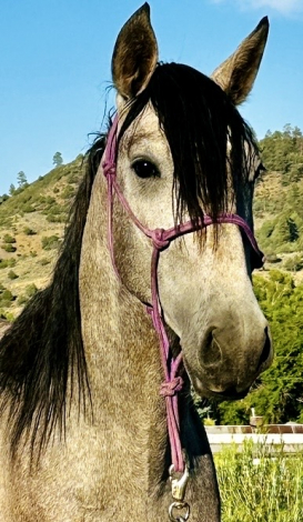 HorseID: 2315633 Andre Viento - PhotoID: 1101798