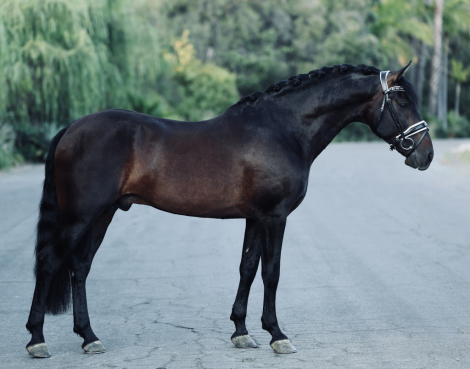 HorseID: 2315634 Brandy - PhotoID: 1101765