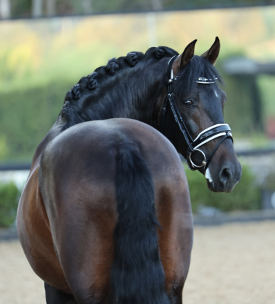 HorseID: 2315634 Brandy - PhotoID: 1101766