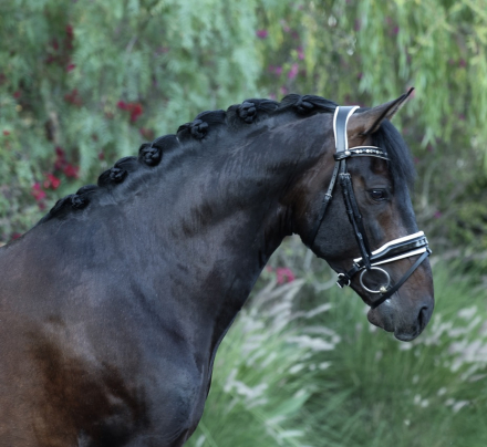 HorseID: 2315634 Brandy - PhotoID: 1101767