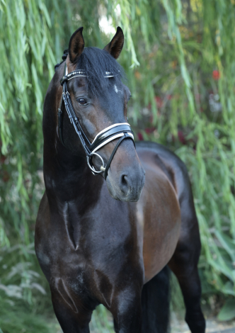 HorseID: 2315634 Brandy - PhotoID: 1101768