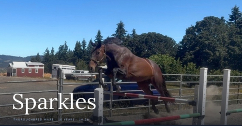 HorseID: 2315637 Sparkles - PhotoID: 1101771