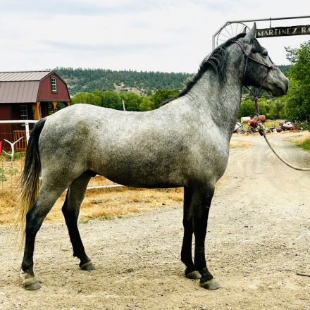 HorseID: 2315639 Mattao Viento - PhotoID: 1101800