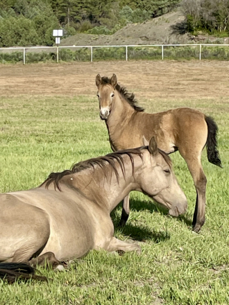 HorseID: 2315640 Sedonia Viento - PhotoID: 1101801
