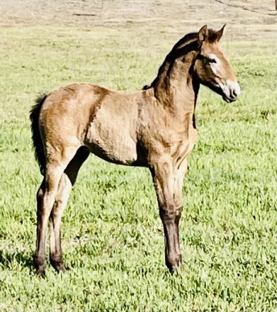 HorseID: 2315640 Sedonia Viento - PhotoID: 1101802