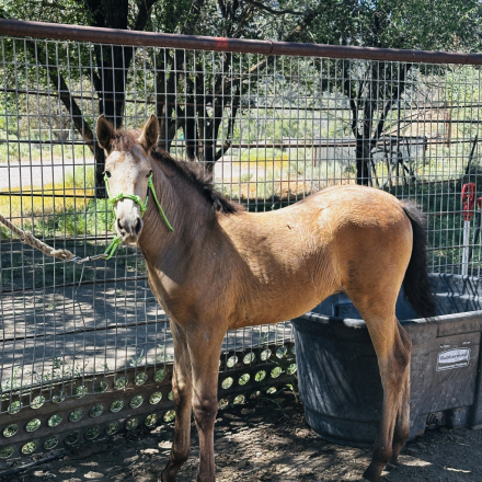 HorseID: 2315640 Sedonia Viento - PhotoID: 1101803
