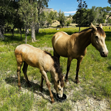 HorseID: 2315640 Sedonia Viento - PhotoID: 1101804