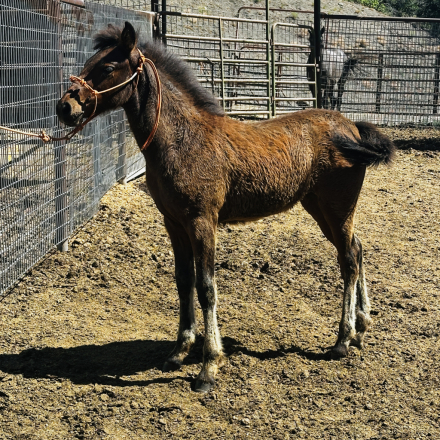 HorseID: 2315643 Valentina - PhotoID: 1101805