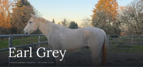 HorseID: 2315644 Earl Grey - PhotoID: 1101773