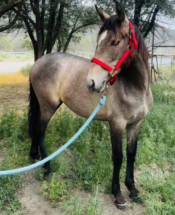 HorseID: 2315645 Carina Viento - PhotoID: 1101806
