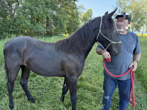 HorseID: 2315646 Smash - PhotoID: 1101776