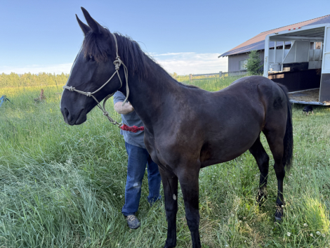 HorseID: 2315646 Smash - PhotoID: 1101777