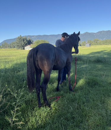 HorseID: 2315646 Smash - PhotoID: 1101778