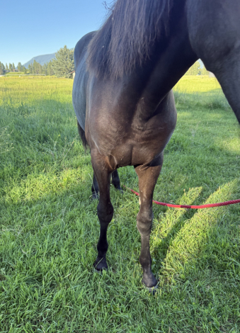 HorseID: 2315646 Smash - PhotoID: 1101779