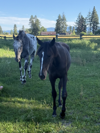 HorseID: 2315646 Smash - PhotoID: 1101780