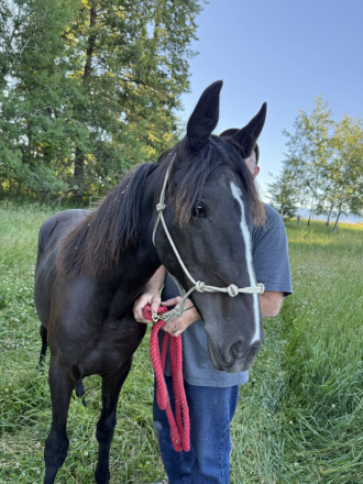 HorseID: 2315646 Smash - PhotoID: 1101781