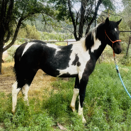 HorseID: 2315648 Shilo - PhotoID: 1101807