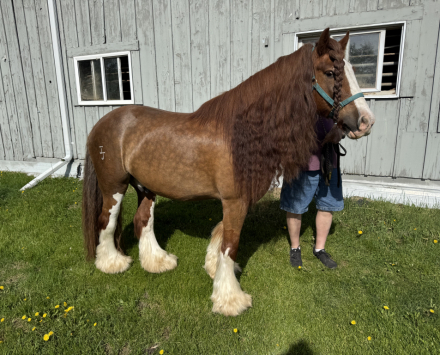HorseID: 2315651 McIntosh Red - PhotoID: 1101811