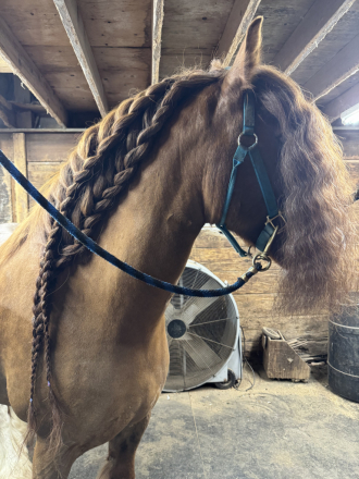 HorseID: 2315651 McIntosh Red - PhotoID: 1101812
