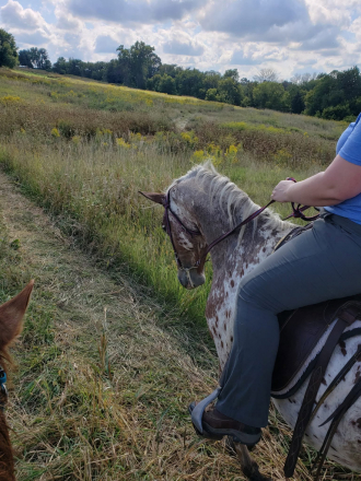 HorseID: 2315652 Theodore - PhotoID: 1101816
