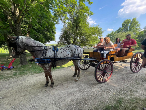 HorseID: 2315652 Theodore - PhotoID: 1101817