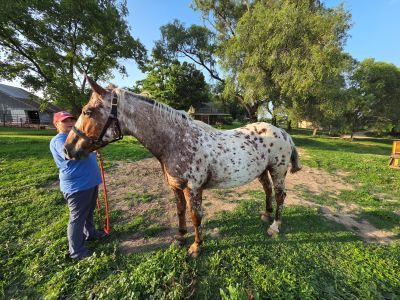HorseID: 2315652 Theodore - PhotoID: 1101818