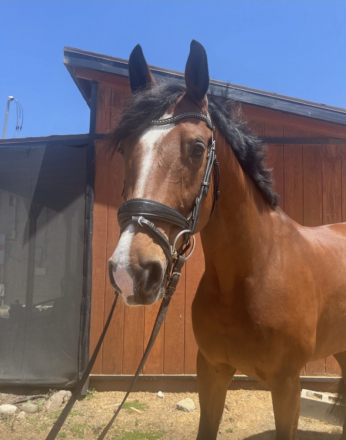 HorseID: 2315659 Chamitoo - PhotoID: 1101820