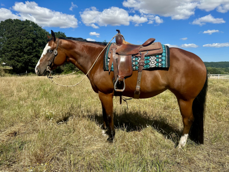 HorseID: 2315660 Virtually Amazing - PhotoID: 1101821