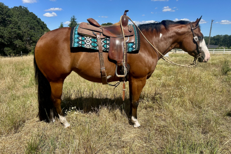 HorseID: 2315660 Virtually Amazing - PhotoID: 1101822