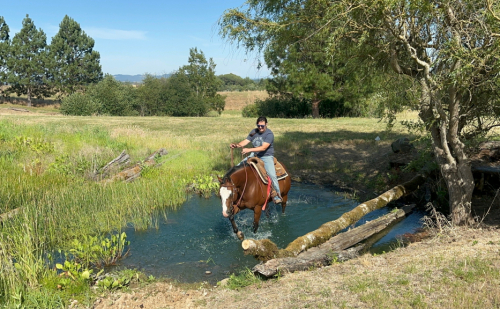 HorseID: 2315660 Virtually Amazing - PhotoID: 1101823