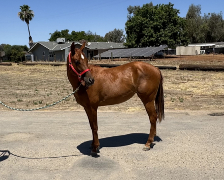 HorseID: 2315661 Dolly - PhotoID: 1101826
