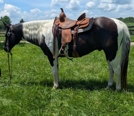 HorseID: 2315667 Checkers - PhotoID: 1101840