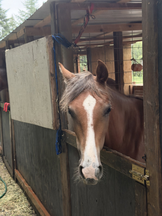HorseID: 2315671 Luna - PhotoID: 1101843