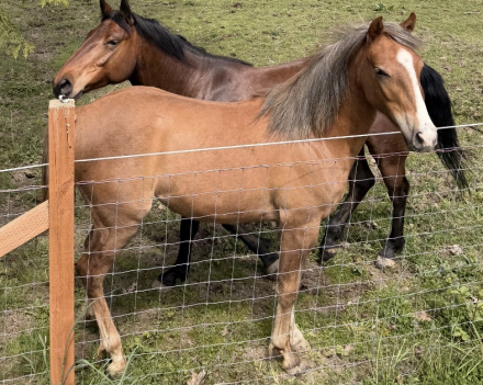 HorseID: 2315671 Luna - PhotoID: 1101844