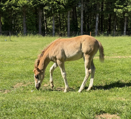 HorseID: 2315671 Luna - PhotoID: 1101845