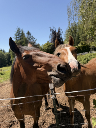 HorseID: 2315671 Luna - PhotoID: 1101846
