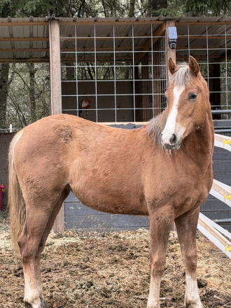 HorseID: 2315671 Luna - PhotoID: 1101847