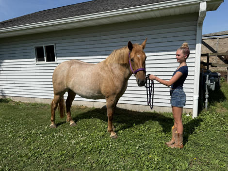 HorseID: 2315672 Valkyrie - PhotoID: 1101848