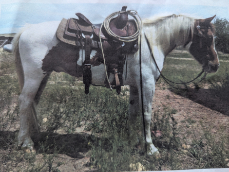 HorseID: 2315673 Parker - PhotoID: 1101849